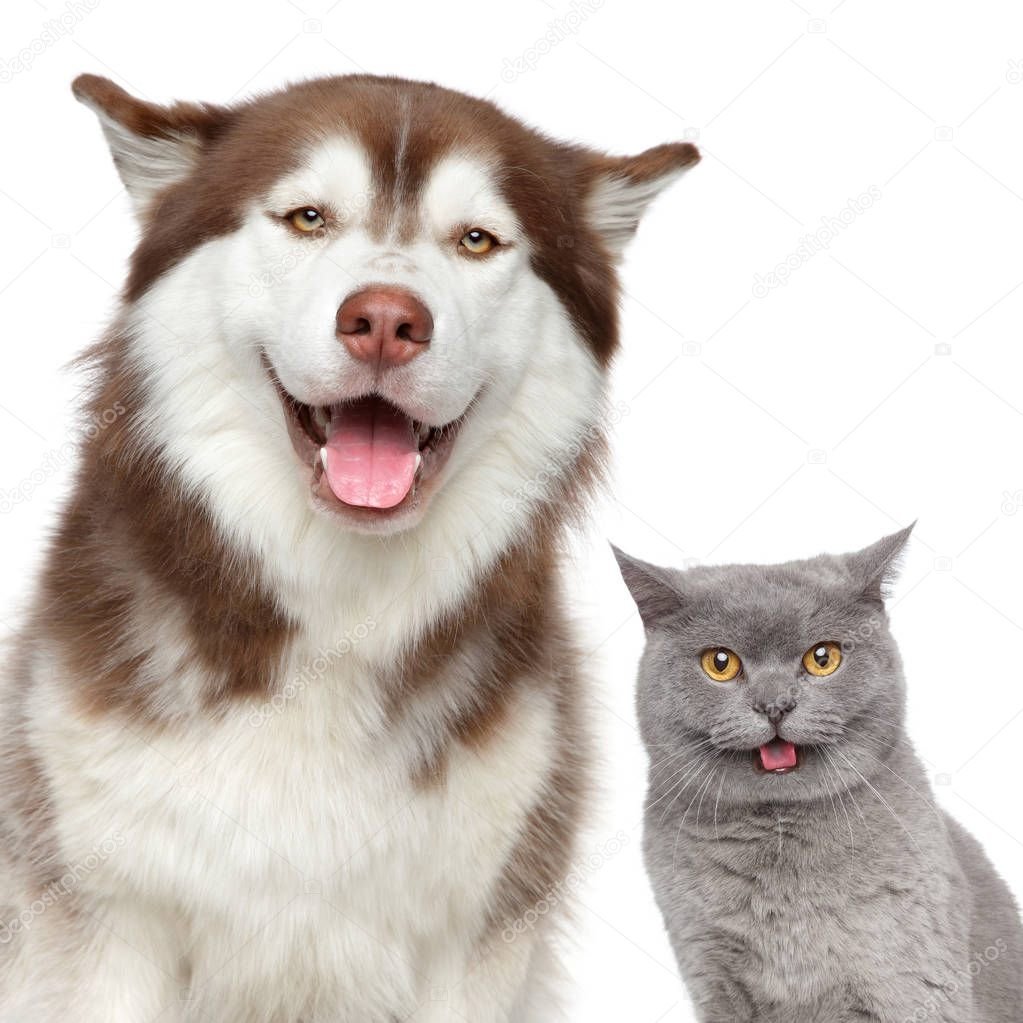 Mascotas PawMED