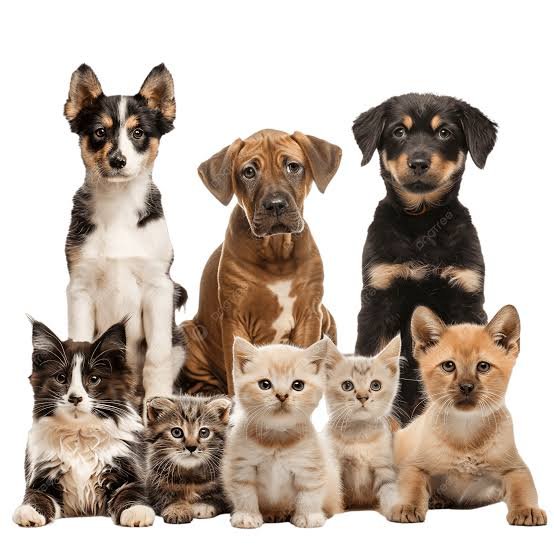 Perros y gatos PawMED